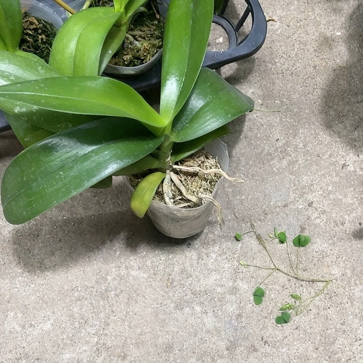 当前无花栽培后可以开花实生2.8微瑕次