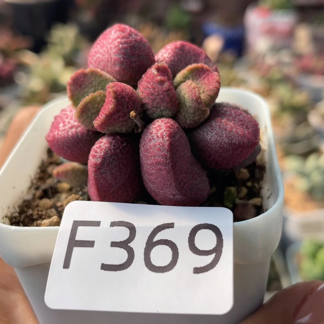 安**初        亚当。 369。