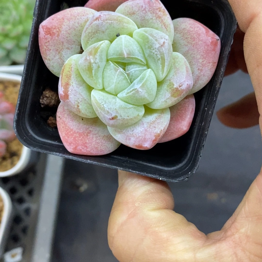 精品多肉一物一拍不包整75