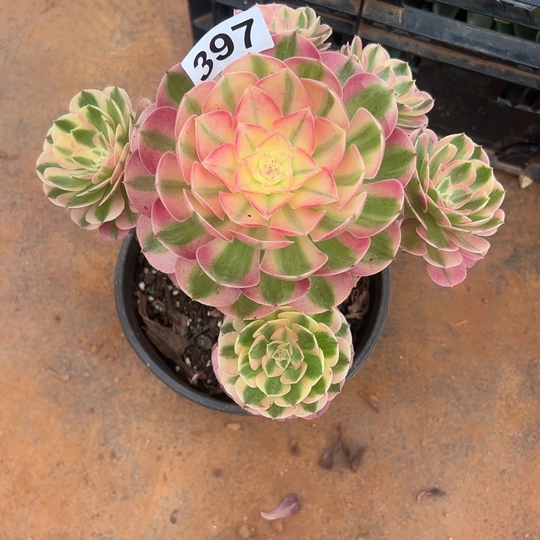 余***教精品多肉植物397倾城