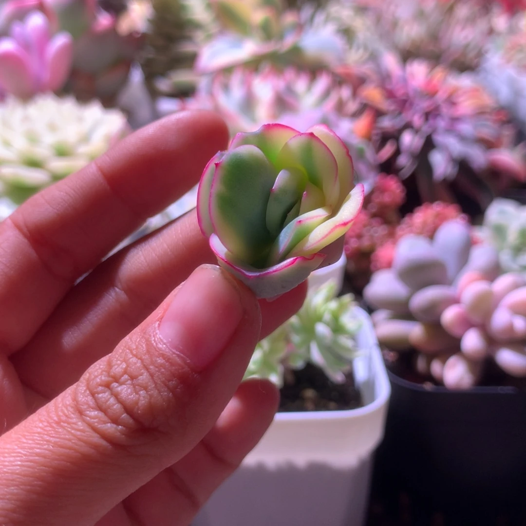 福利晨露覆轮锦砍头无根