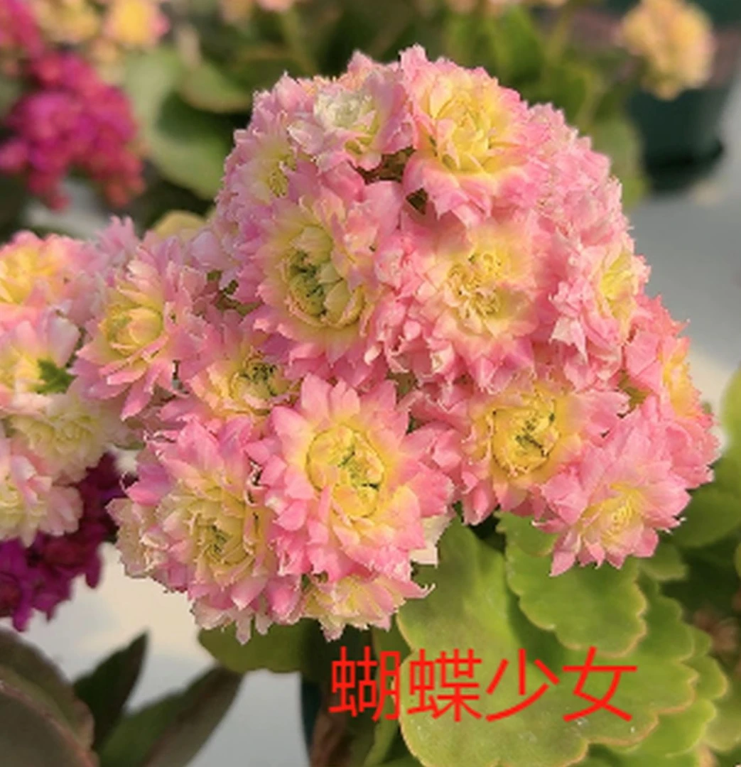 《蝴蝶少女》80盆长寿花