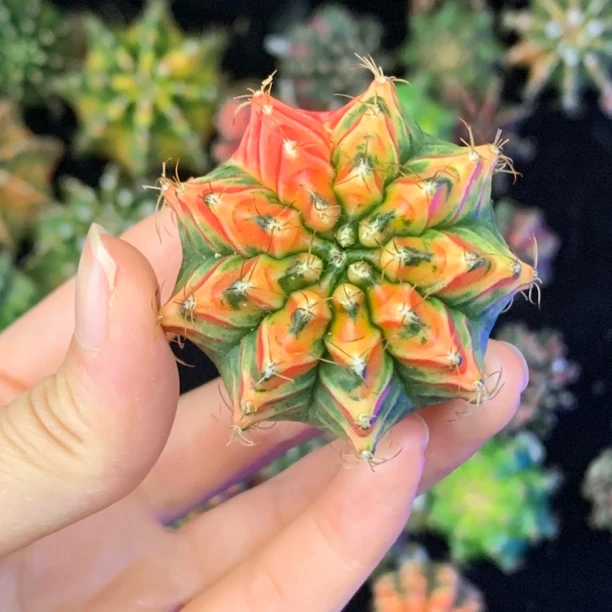 红窗花 一物一拍 脱土