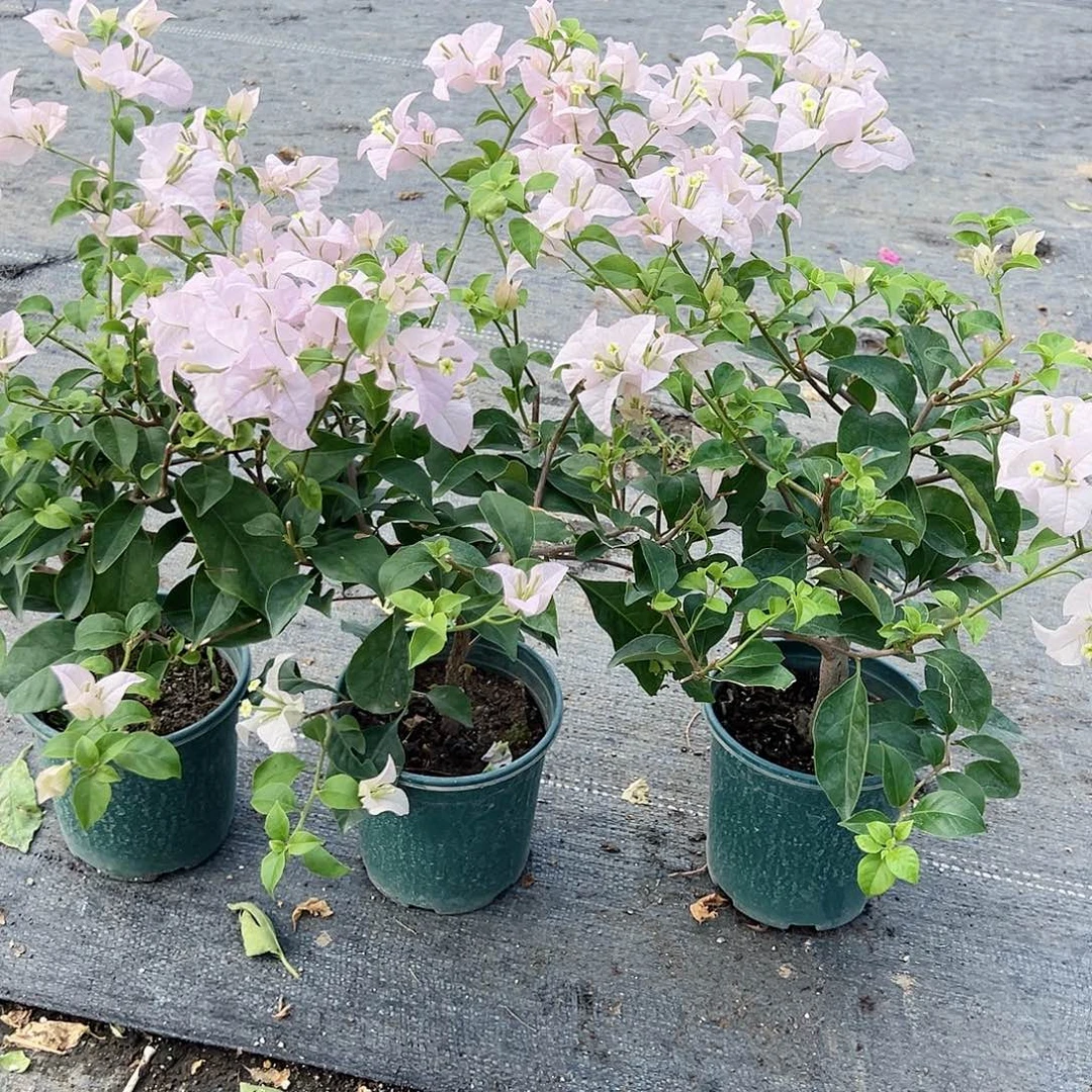 当前无花栽培后可以开花苹果花掌中宝一棵