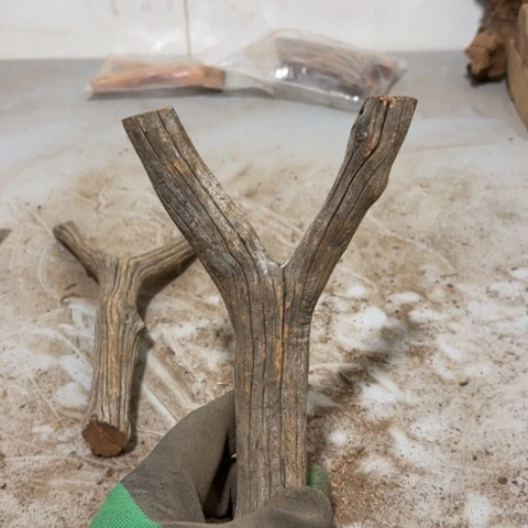 大果紫檀（缅甸花梨）凉