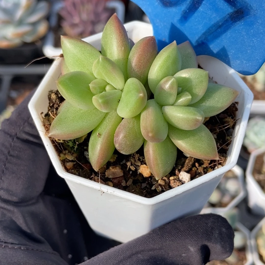 9017迷雾泡泡多肉植物