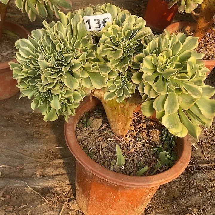 136绿豆沙缀化特价不