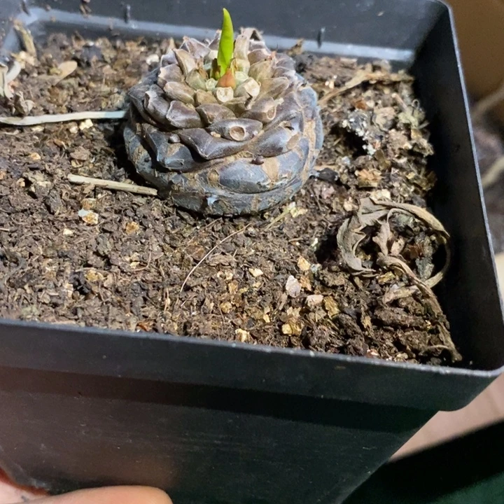 聂***铁甲玩湿身个白人句的