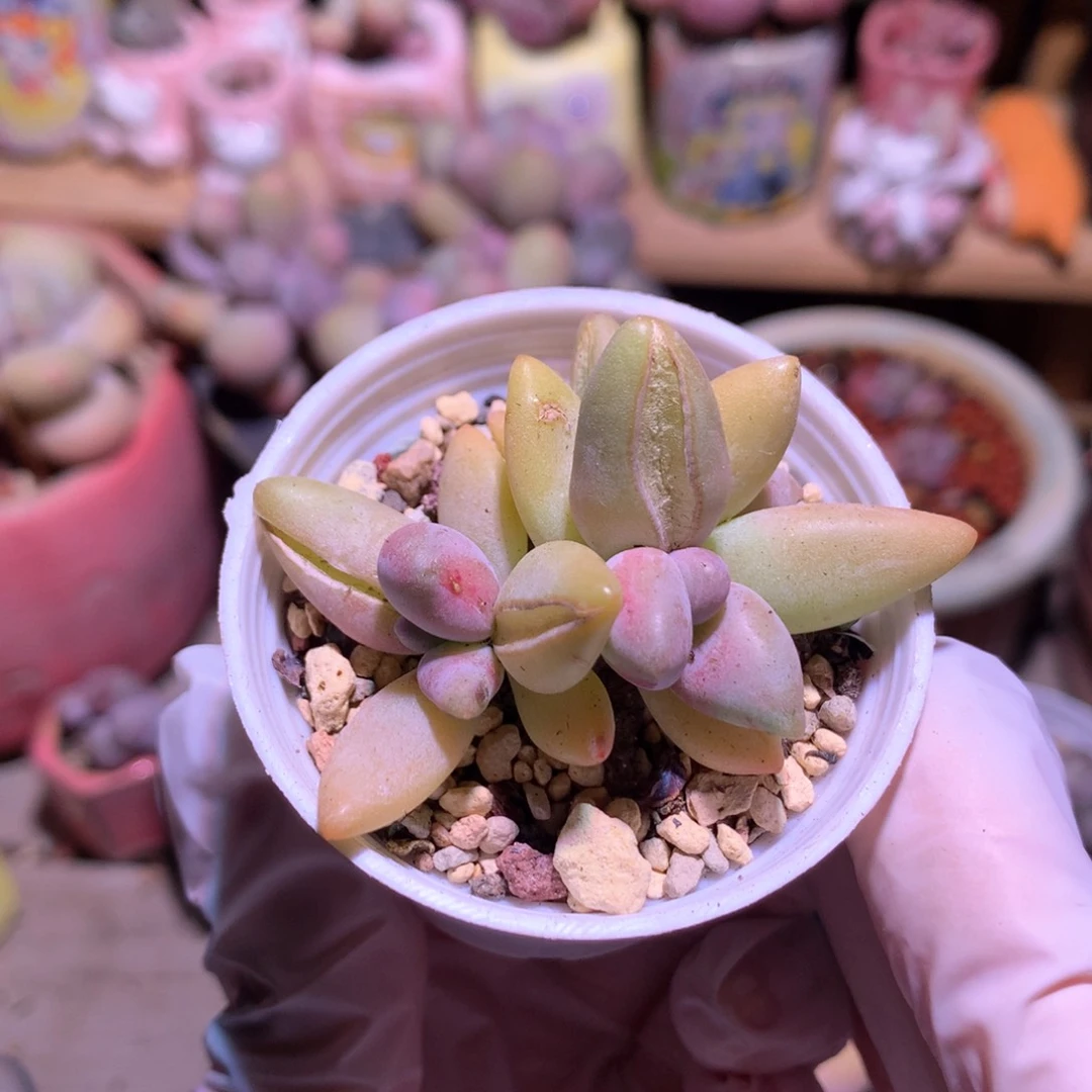 香蕉奶酪多肉香蕉奶