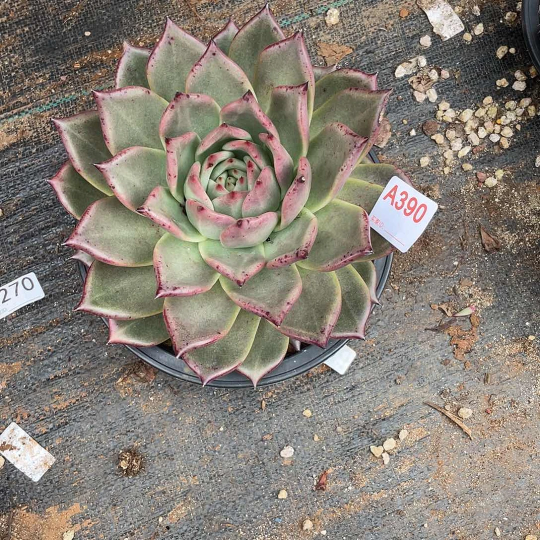 飞****若如东云组拍A390