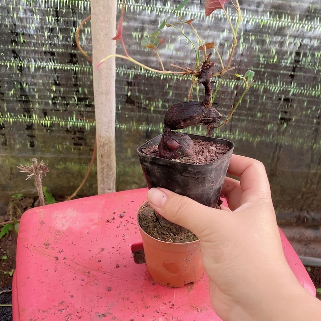 不开花植物何首乌