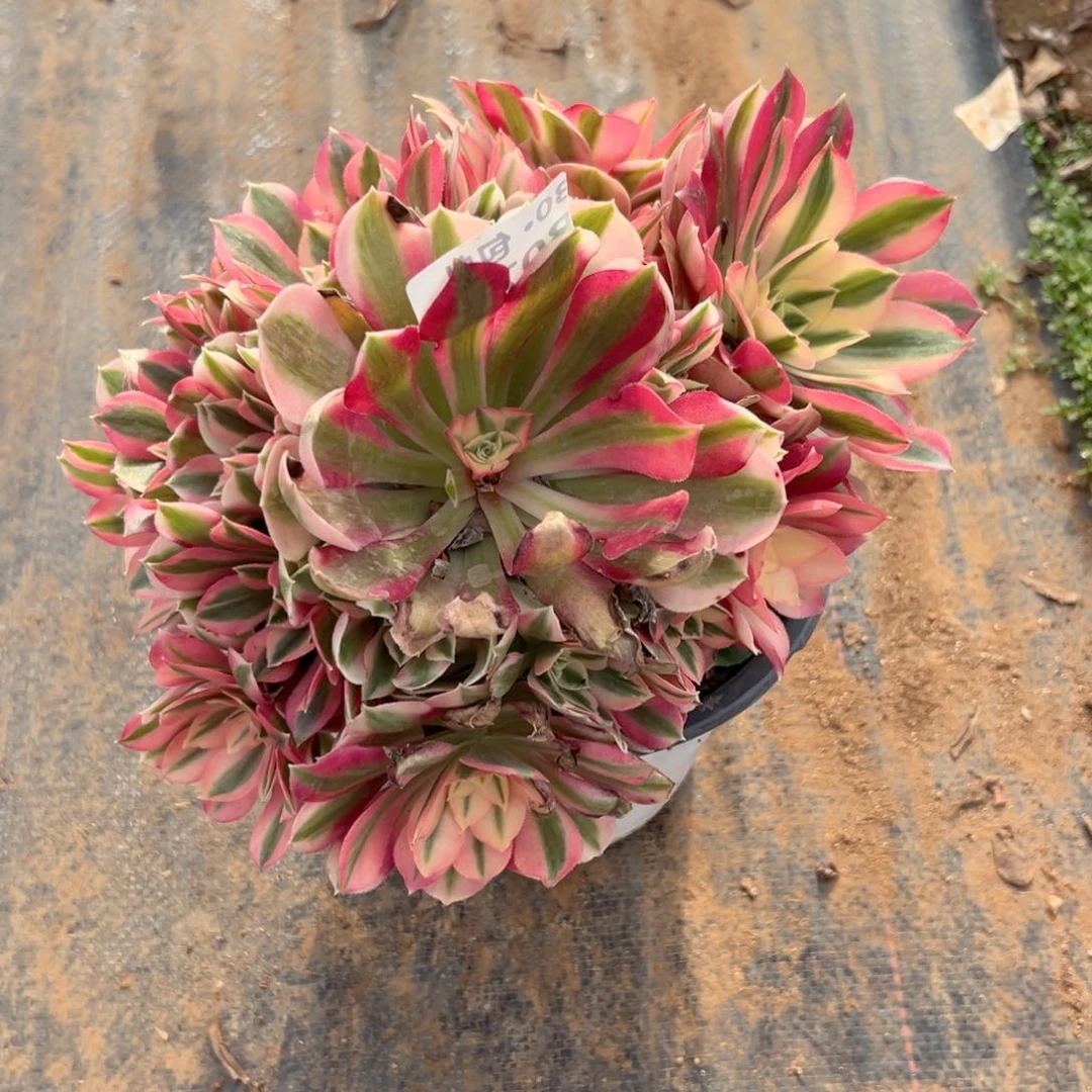 075 女巫多肉法师不包断枝