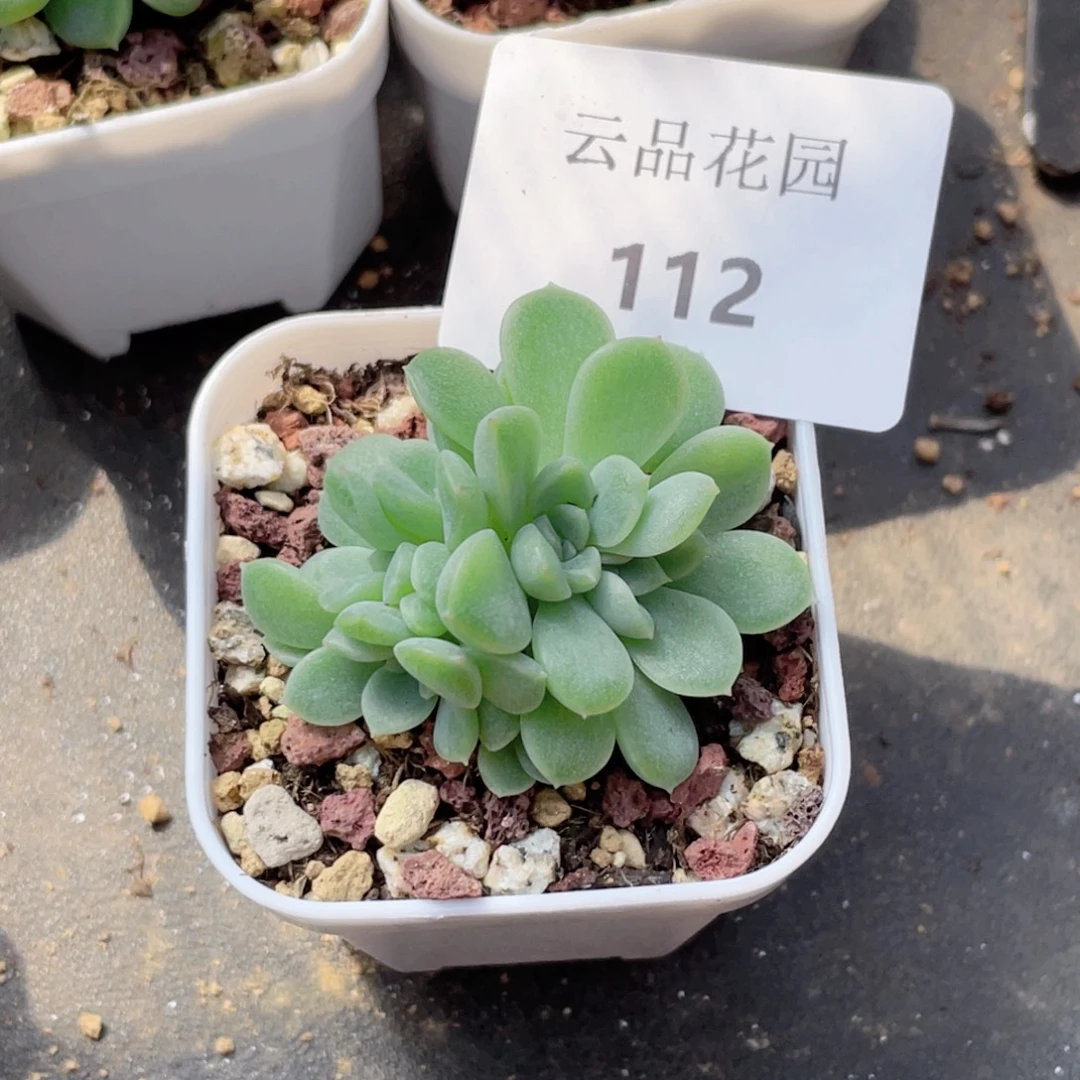 陪****112号糖心冰心珍妮 泼天