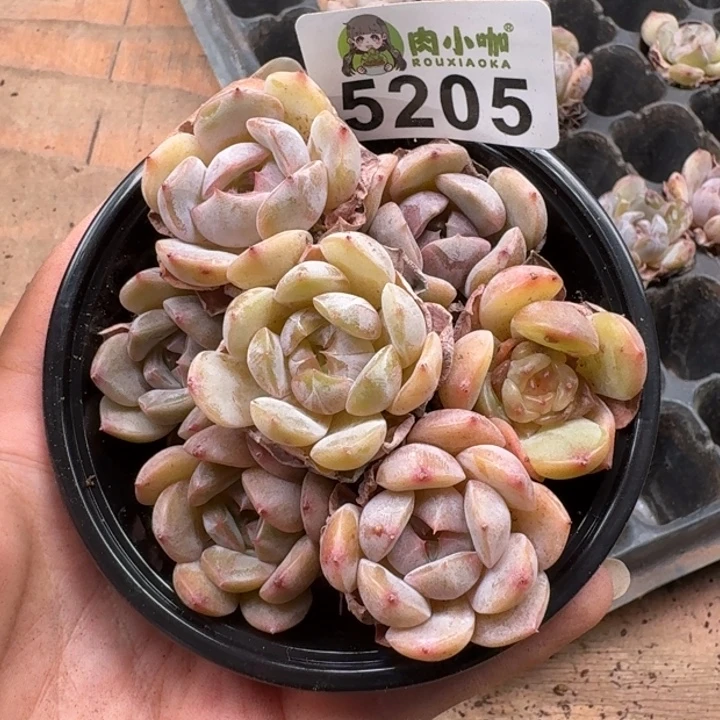 多肉植物多肉植物