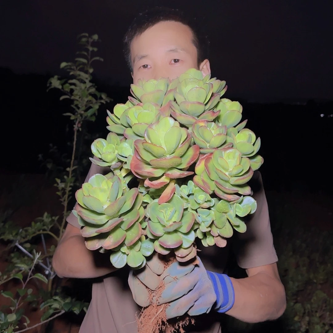 地栽红梅多肉多肉