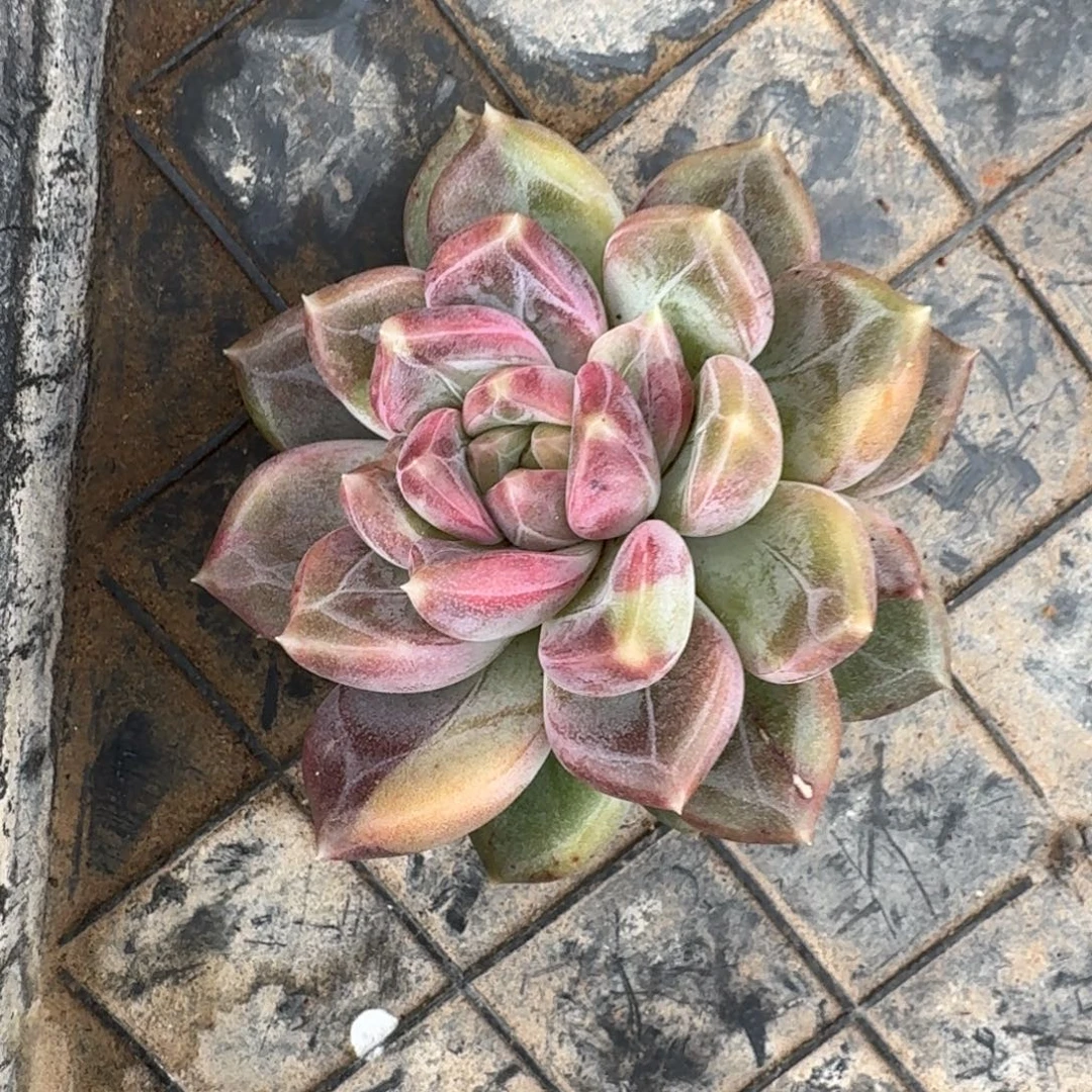 鱼****啊啊啊啊啊啊啊啊啊啊啊