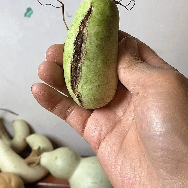 冰***河青皮葫芦手把件摆件