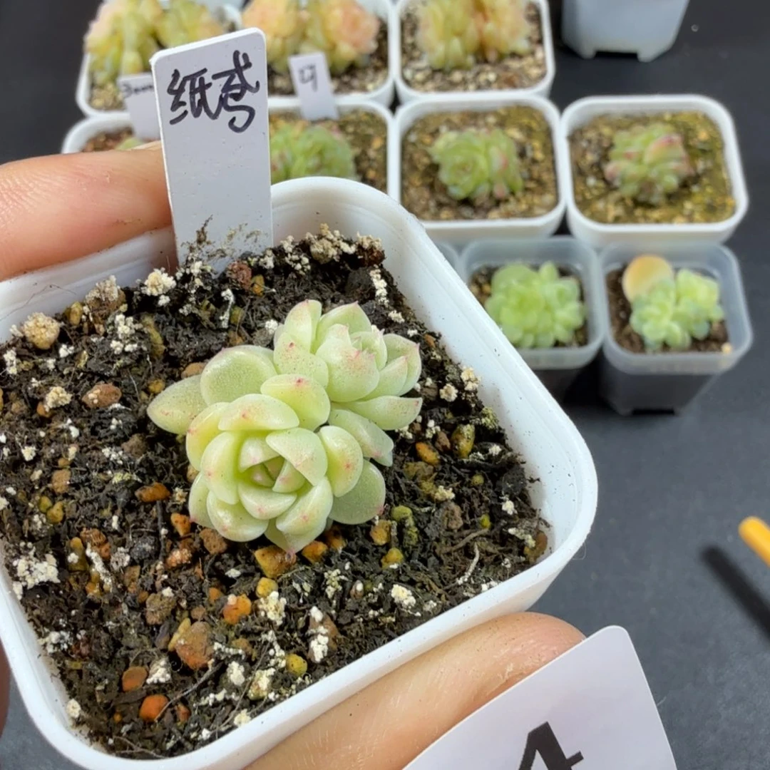 纸鸢双头一物一拍044