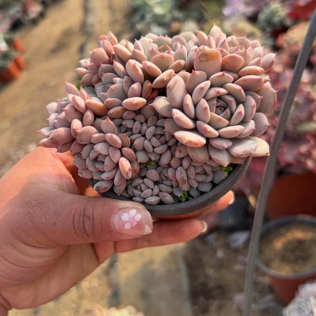 多肉植物多肉植物