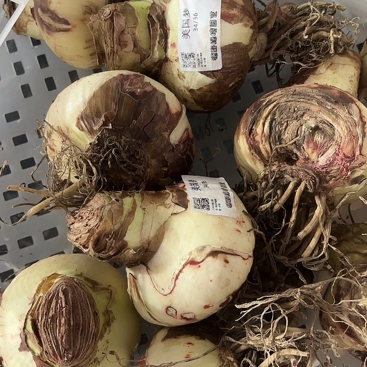 美国梦进口球直径10+瑕疵包活