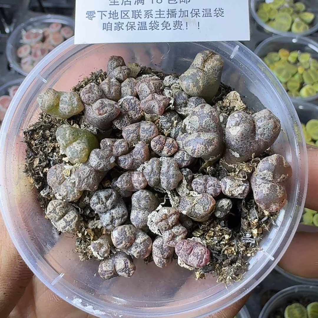 2047 哈哈哈哈哈哈哈哈高
