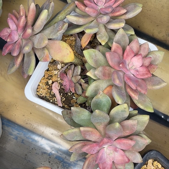 六头丽萨花园11111