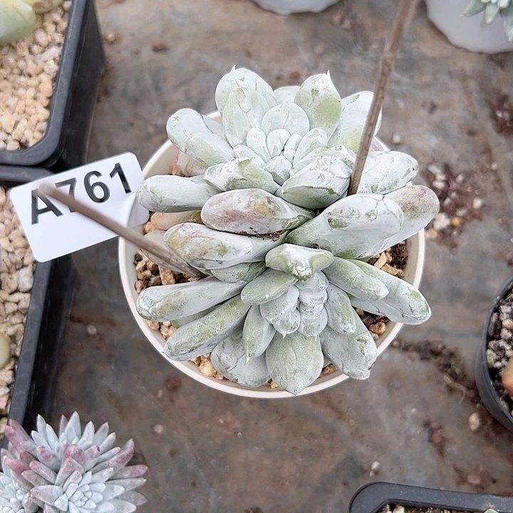 小鹿多肉福利多多761