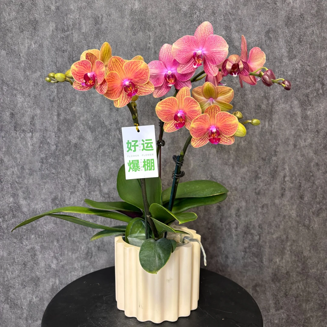 【双色组合-蝴蝶兰】珍贵品种 好养花期长 送礼装饰 室内观赏花