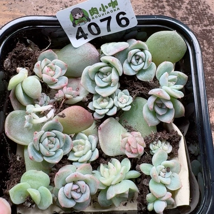 原****啊多肉植物多肉植物