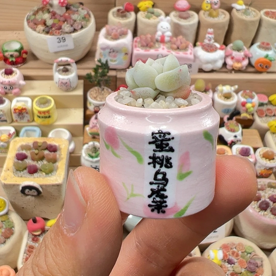 多肉植物94号拇指盆