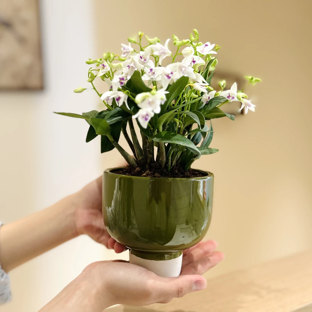 开花白石斛兰盆栽盆景室内客厅办公室桌面观花趣味花卉绿植好养