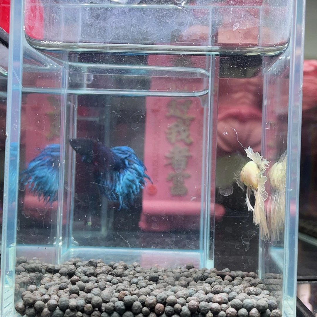 斗鱼62号830晚hmpk