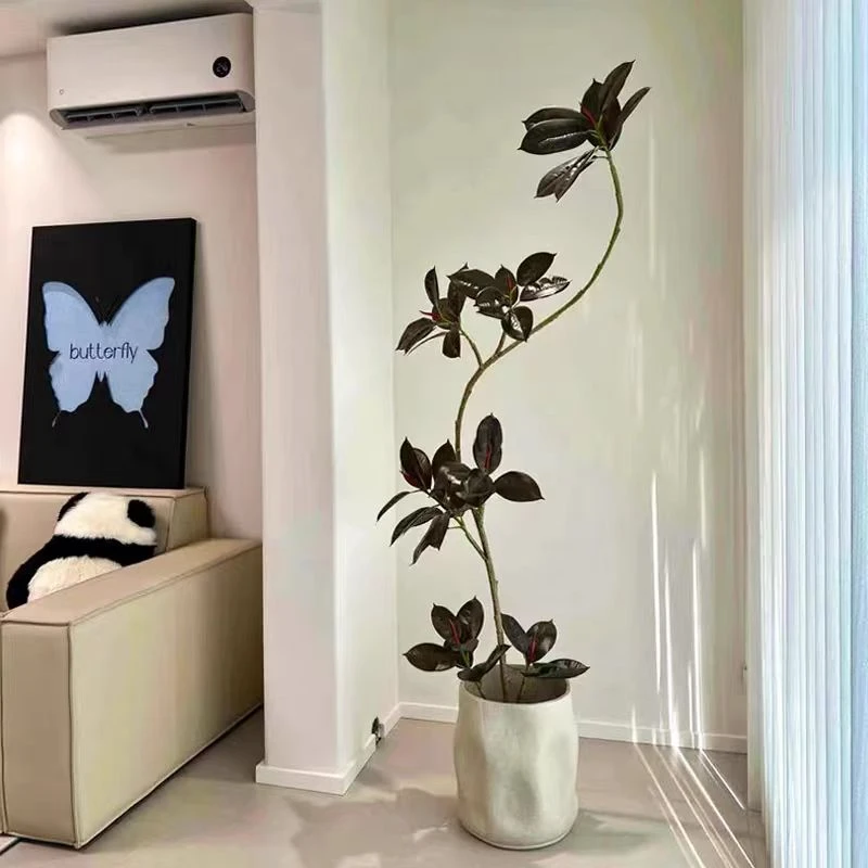 黑金刚橡皮树绿植室内大型落地摆件适合客厅摆放鸭脚树