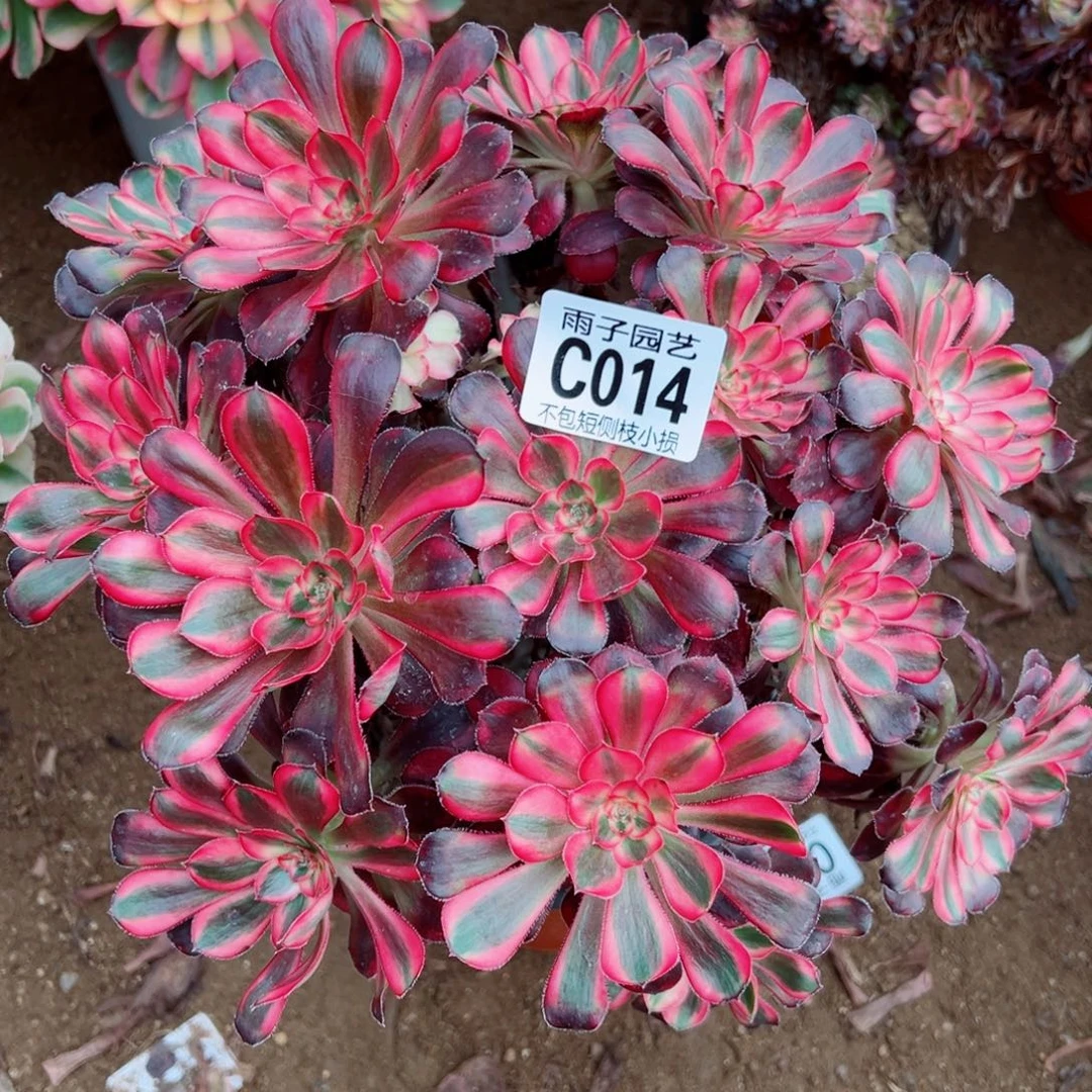 014丽娜雨子多肉植物