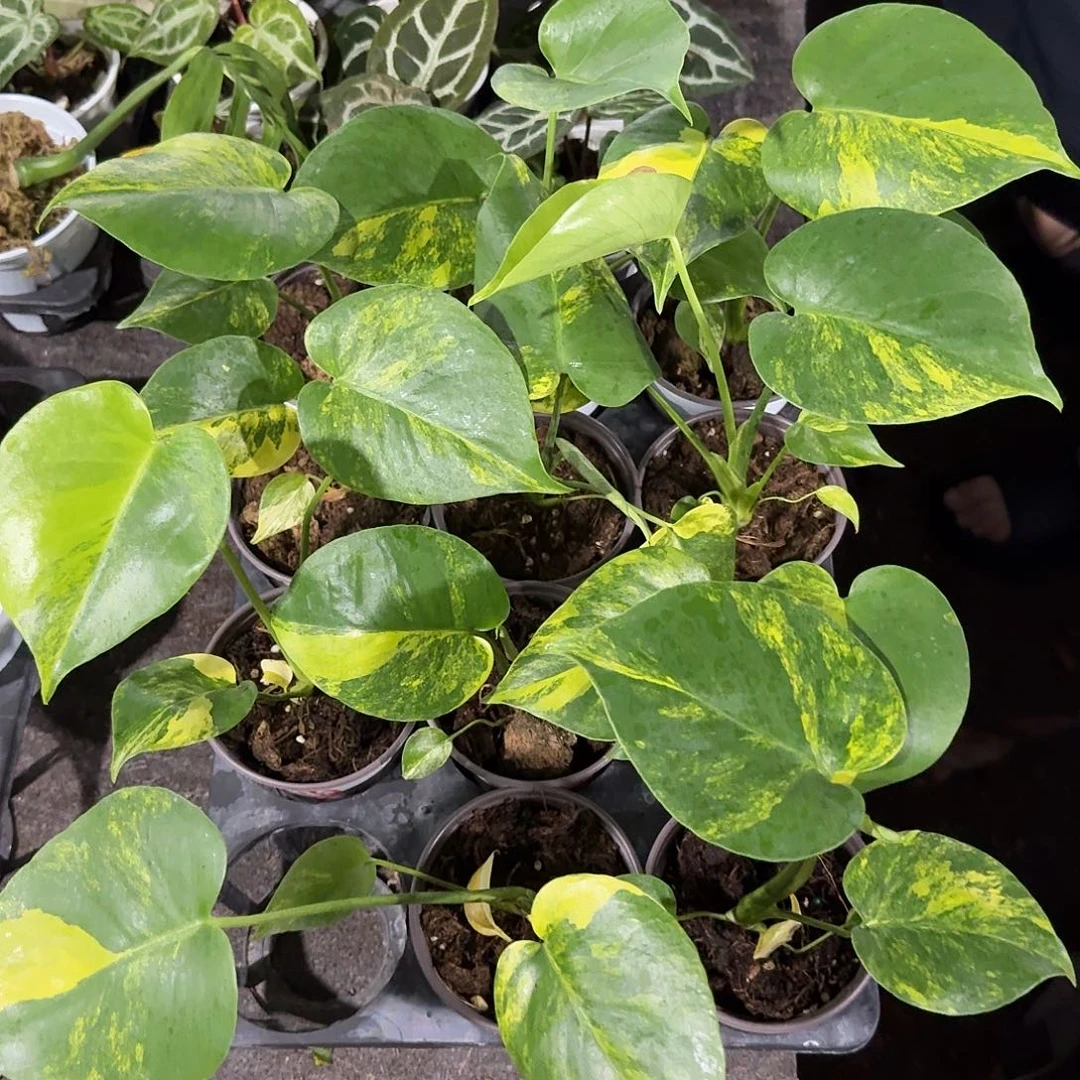 完全开放短黄小苗特价处理苗随机发