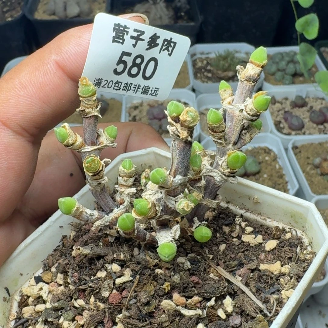 短耳兔带盆土