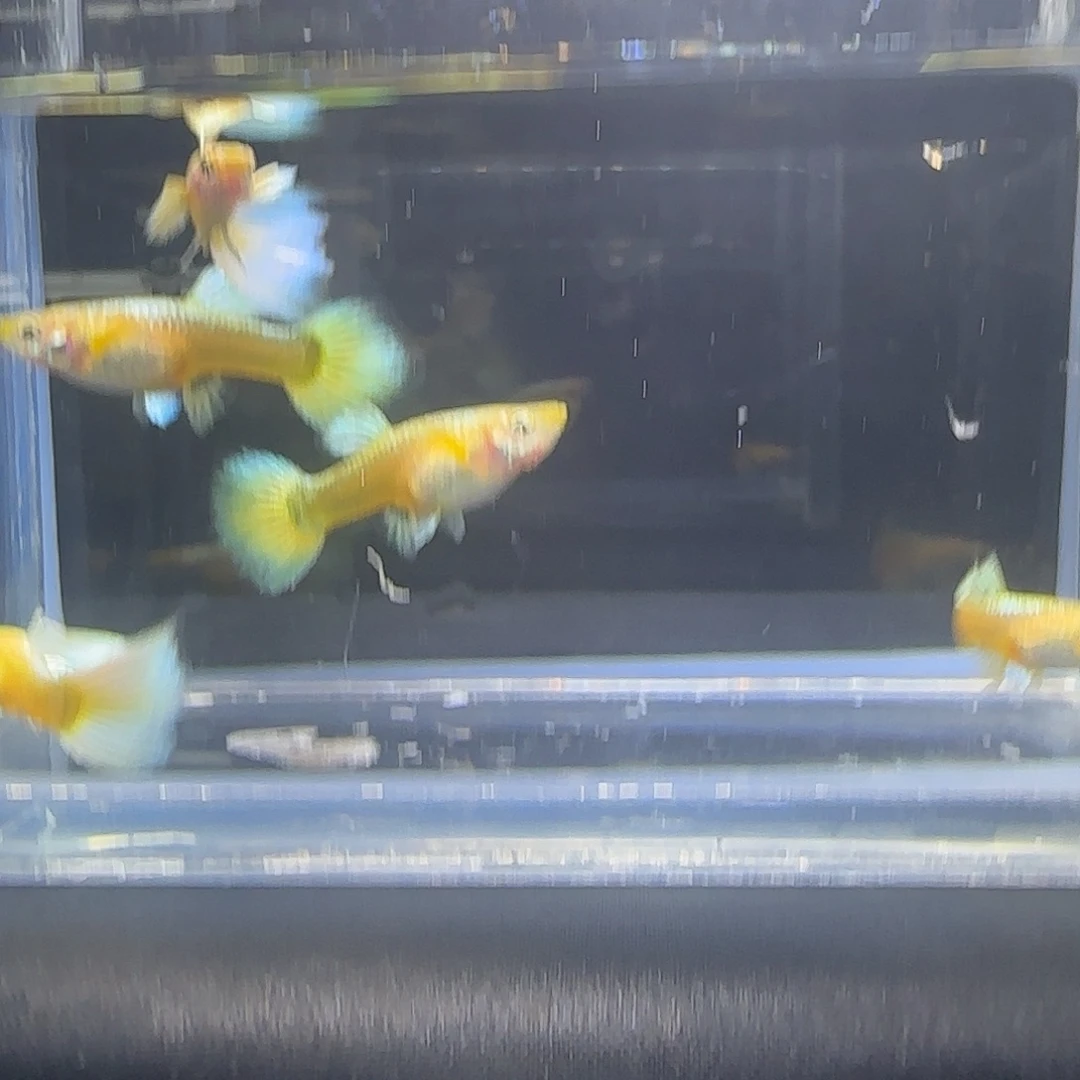 孔雀鱼关注主播可以竞拍
