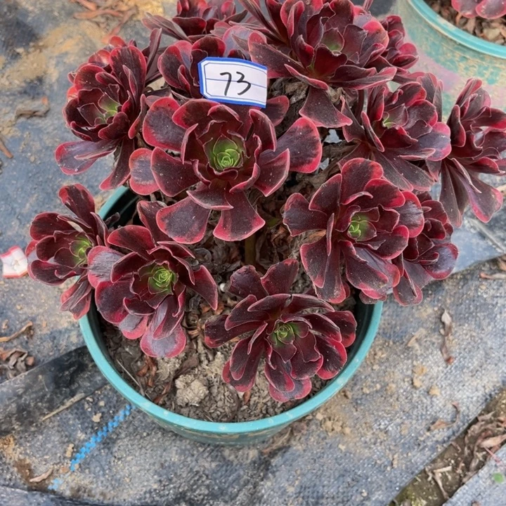 73爱神多肉植物法师