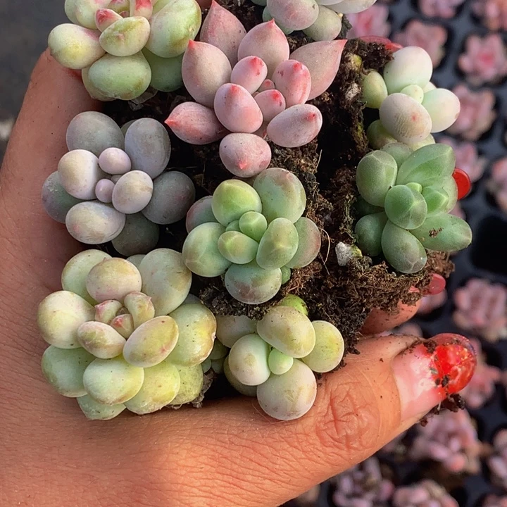 樱桃 咖啡 车里子 彩虹  蛋黄 乘以2