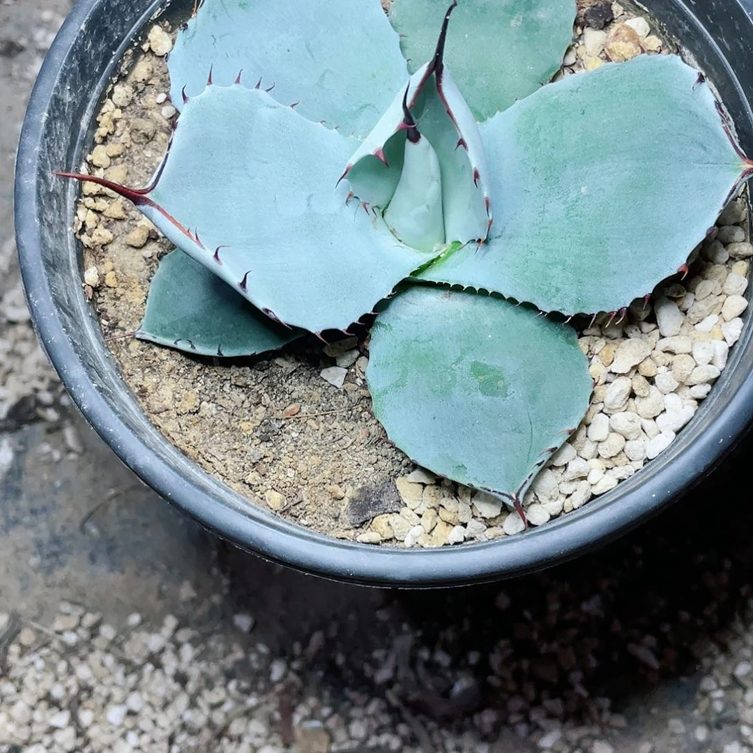 鲸**海福克斯小颗龙舌兰包邮