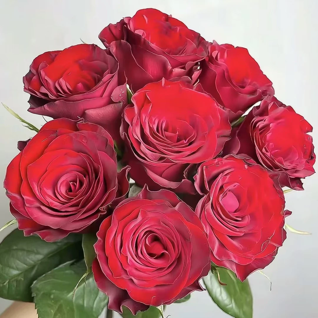 次日达【高原红单头玫瑰10支】鲜花次日达批发直播品质鲜花 全场任意满两单鲜花顺丰包邮