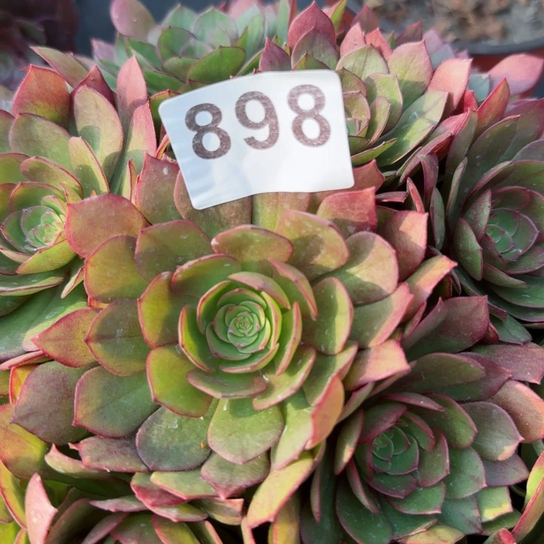 ꧁****898多肉植物若桃寄养