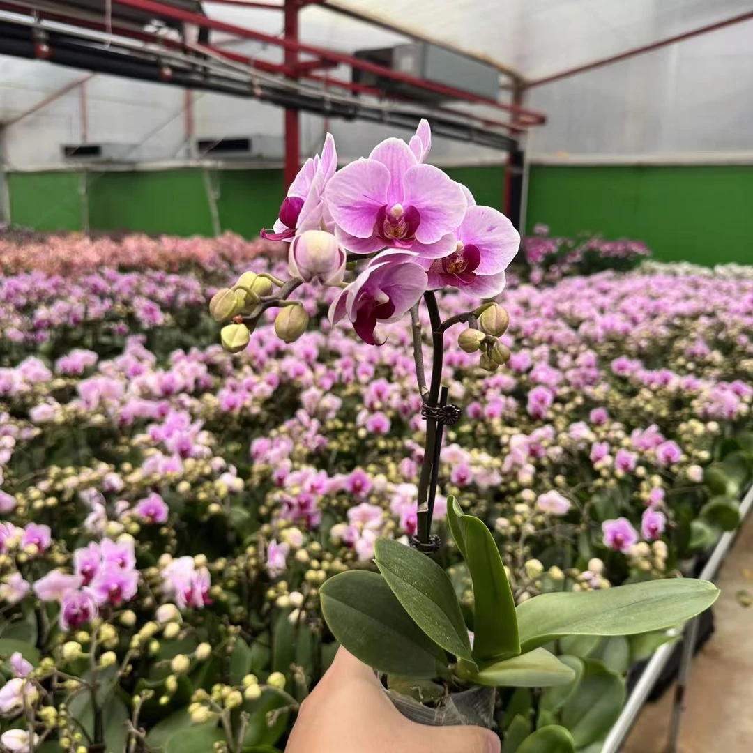 精选蝴蝶兰【宝贝】粉色系选美第二名 室内绿植花卉 基地直发