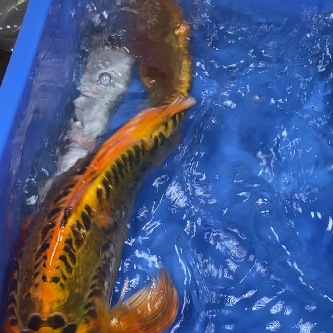 锦鲤冷水锦鲤包邮
