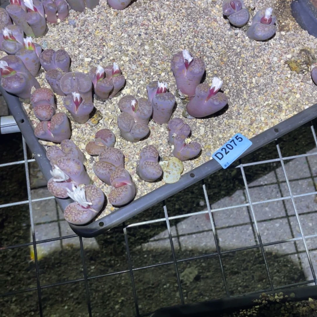 谋***爱2075筐福利不售后