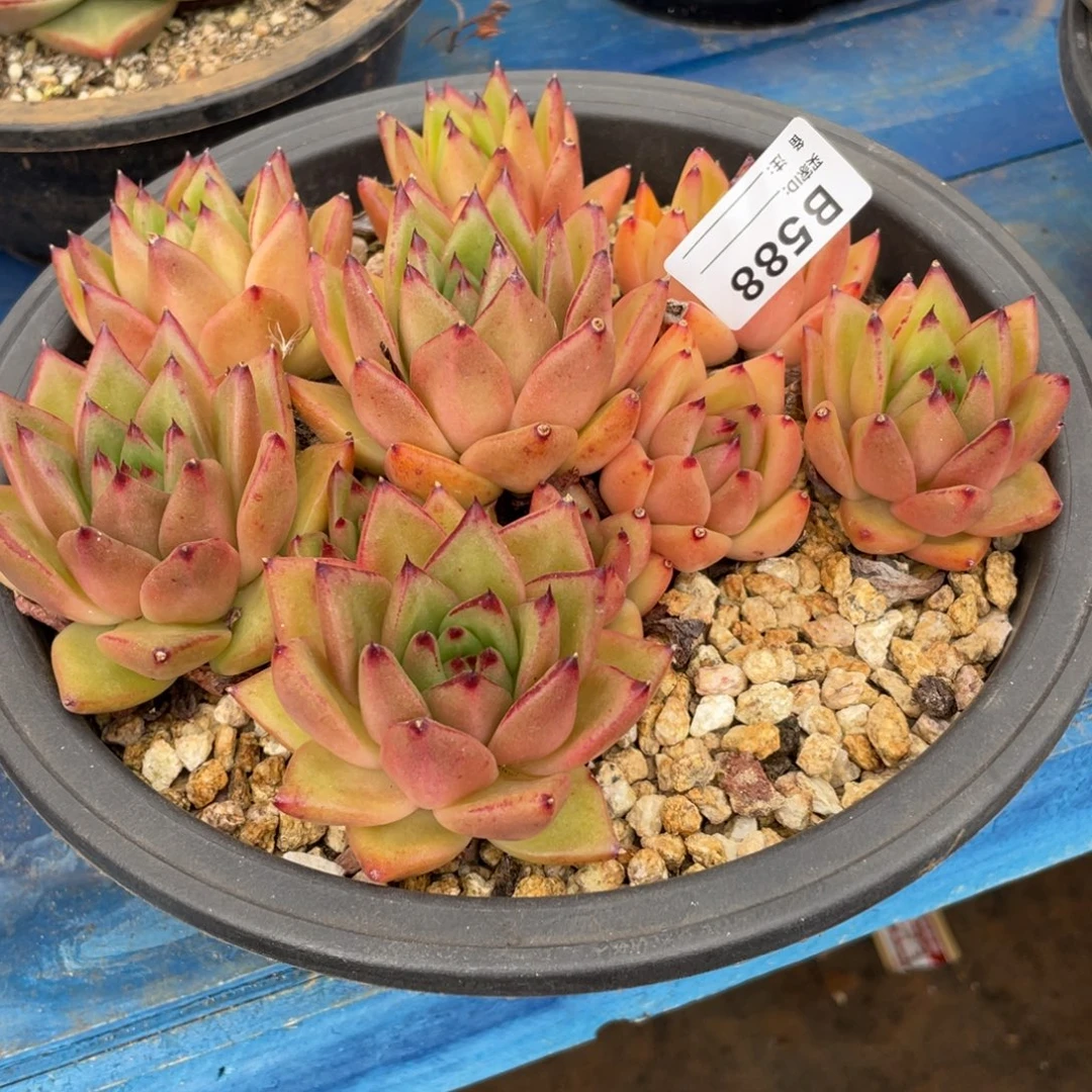 无花朵若如东云筐拍B588