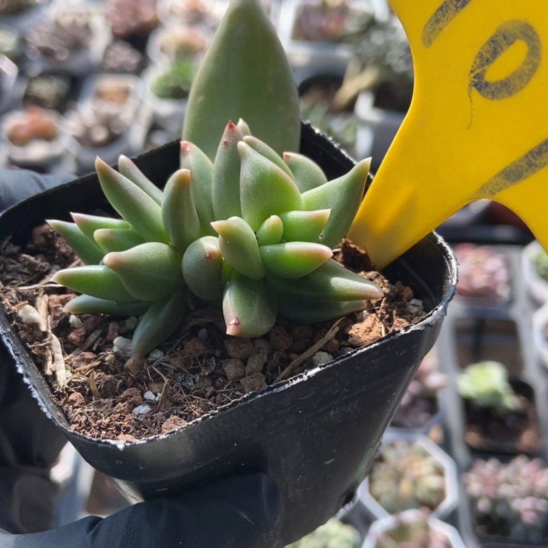 709布丁多肉植物多肉