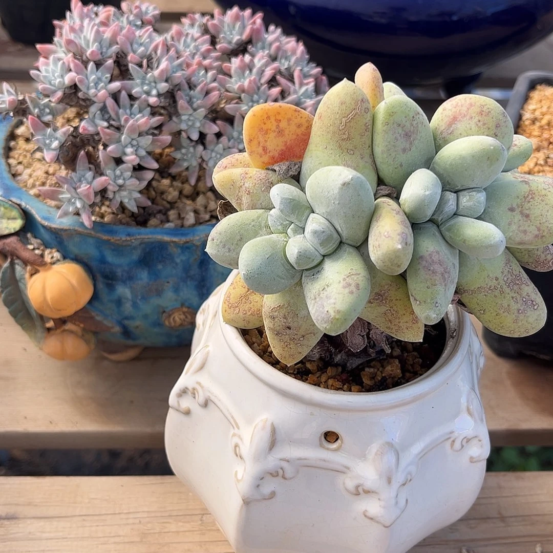 小鹿多肉一物一拍