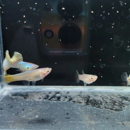 孔雀鱼微瑕新加蓝黄蕾丝三对