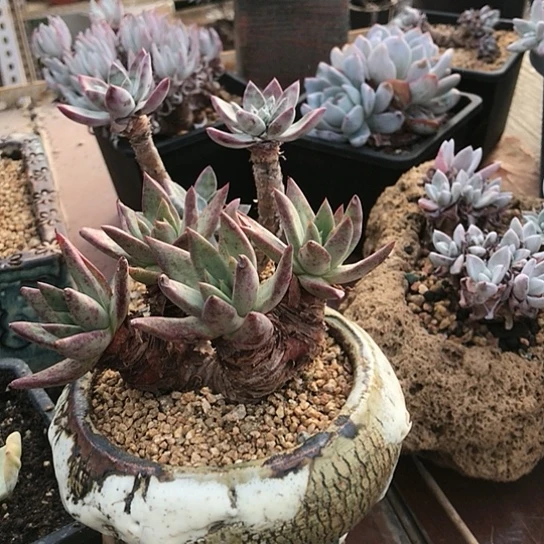 小叶库尔卓塔仙女棒